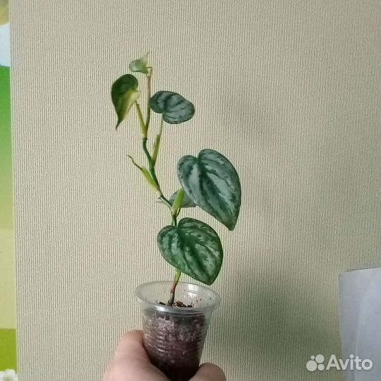 Филодендрон брандтианум