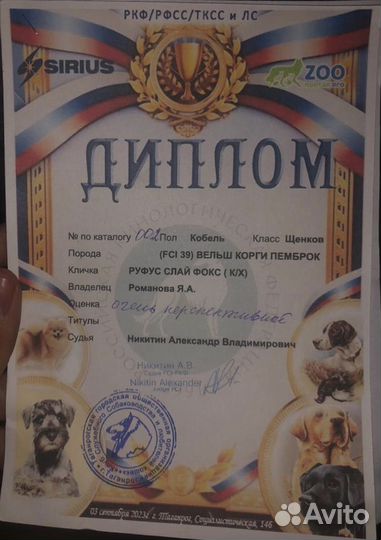 Вельш-корги