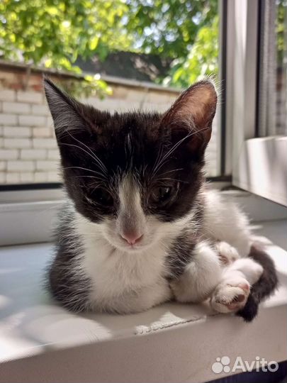 Котята