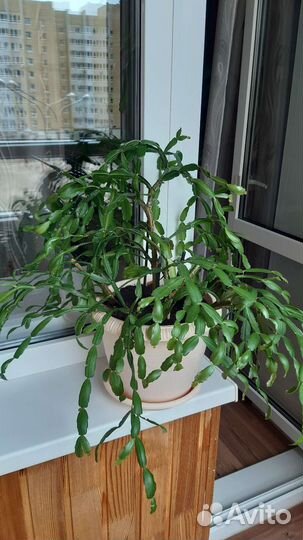 Декабрист (шлюмбергера)