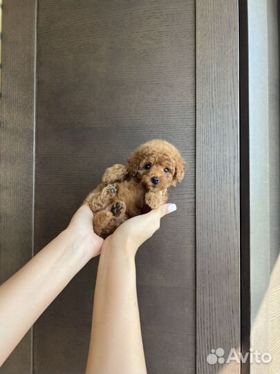 Той-пудель девочка