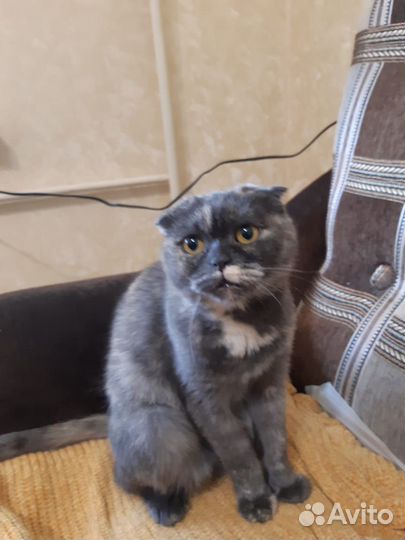 Отдам бесплатно