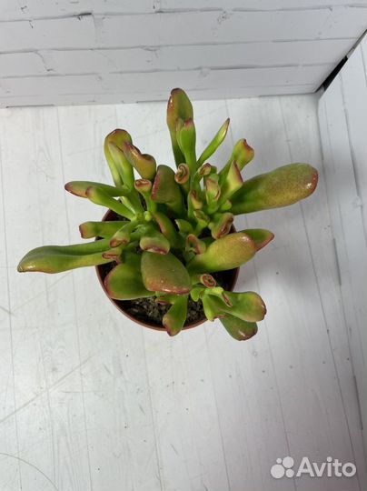 Крассула голлум