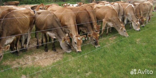 Электропастух