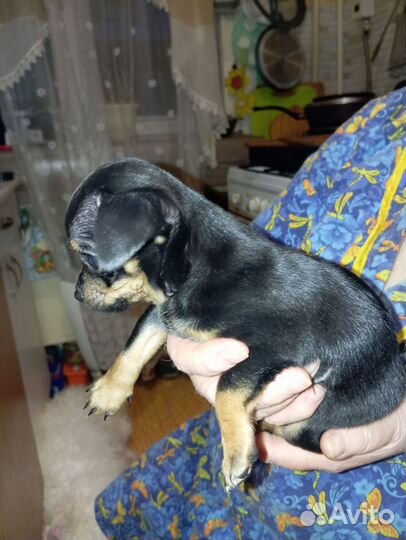 Чихуахуа мини