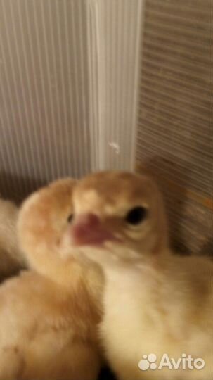 Индюшата Биг-6, Хайбрид, Белые Широк