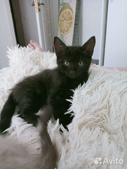 Котята ищут дом