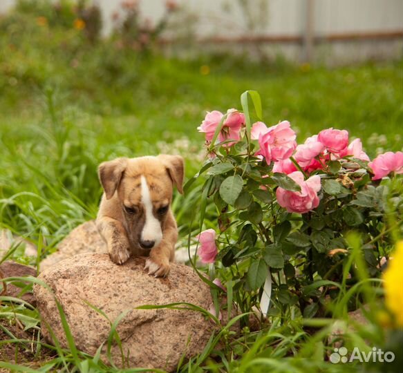 Щенок уиппета