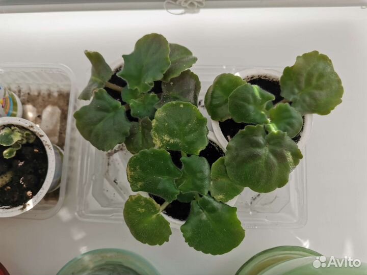 Листики фиалки укорененные