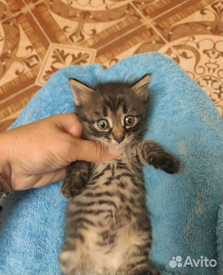 Сибирские котята