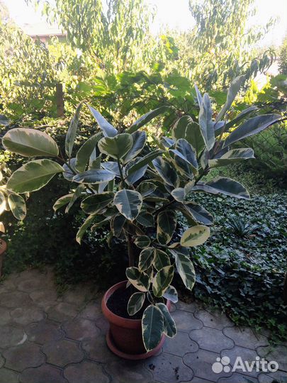 Фикус Эластика Тинеке большой