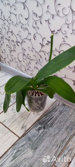 Орхидеи отцветашки