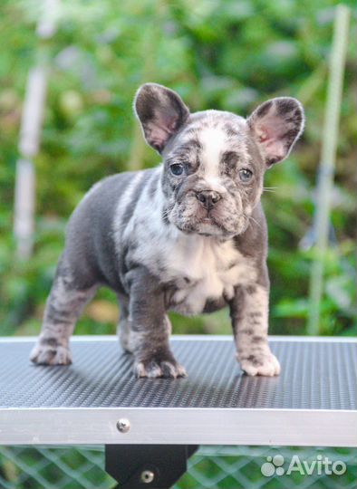 Французский бульдог