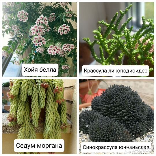 Суккуленты