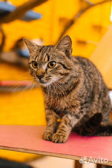 Котик Дэнчик