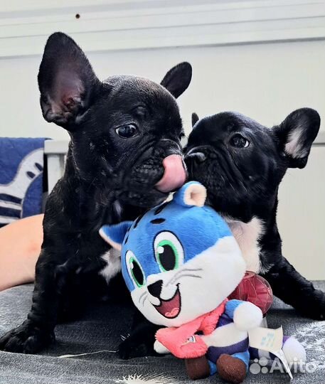 Французский бульдог