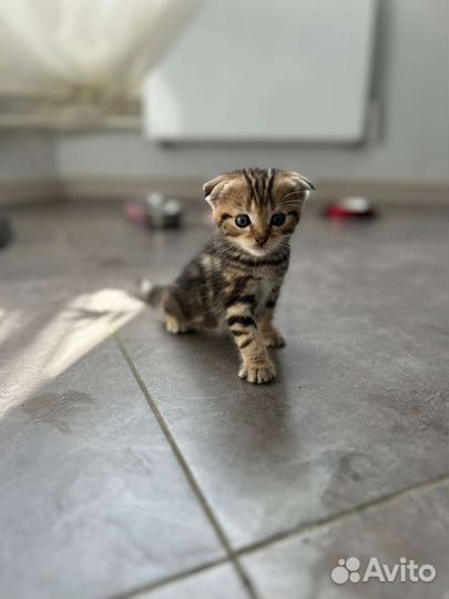 Шотландская кошка