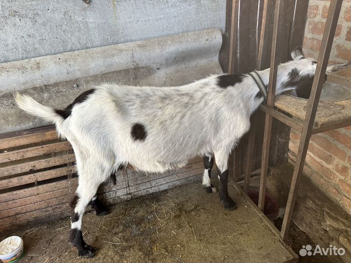 Козы и козлята