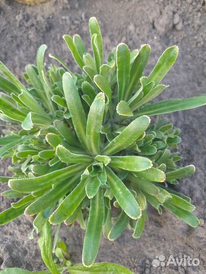 Горочные растения