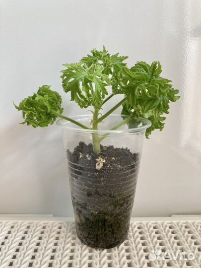 Душистая пеларгония P. graveolens cv 