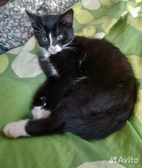 Отдам в добрые руки