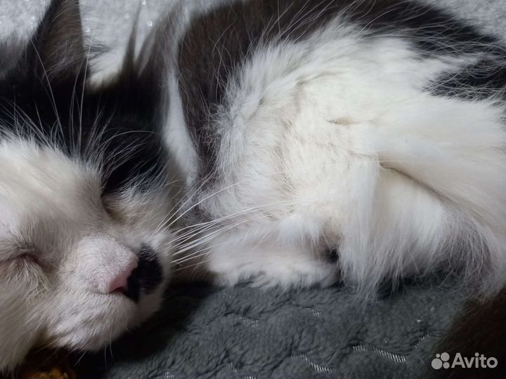 Котик бесплатно