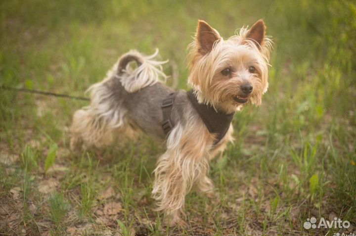 Йоркширский терьер щенки