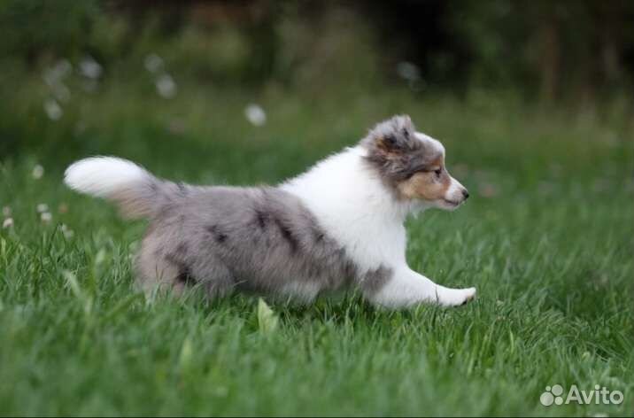 Щеноки шелти