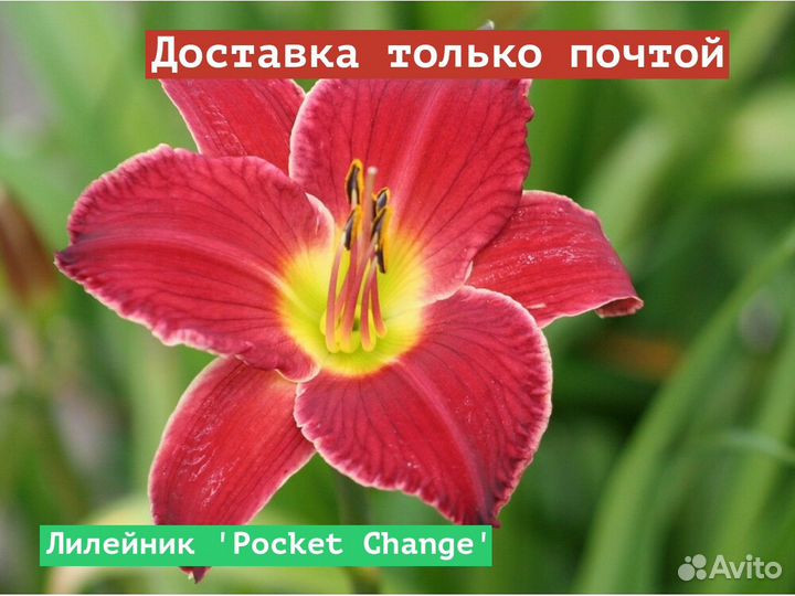 Лилейник Pocket Change