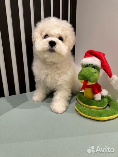 Щенки бишон фризе