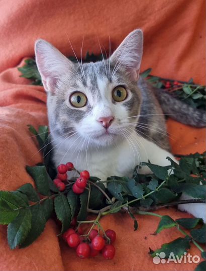 Ласковый котенок