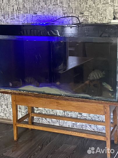 Аквариум