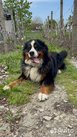 Бернский зенненхунд Вязка