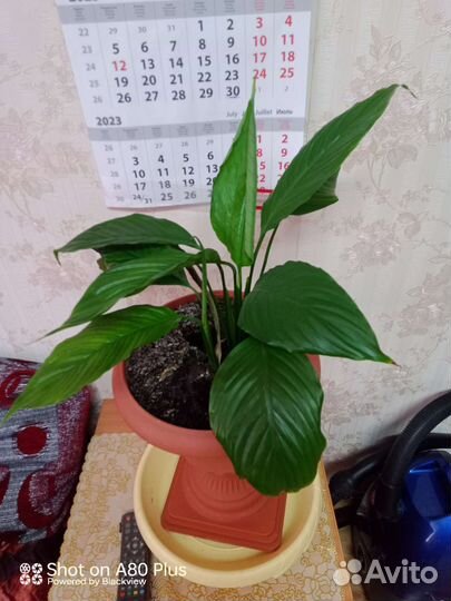 Цветок женское счастье