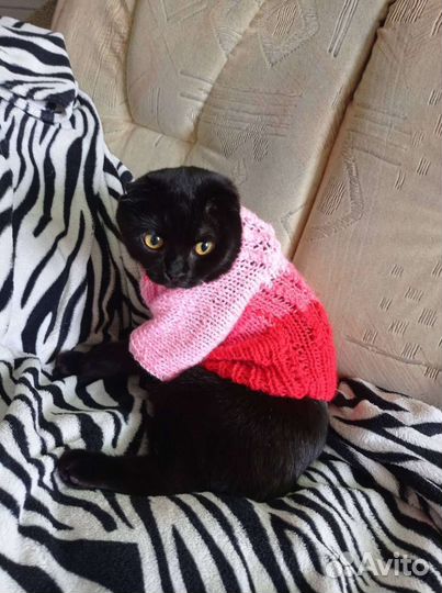 Кофточки для кошек или на маленькую собачку