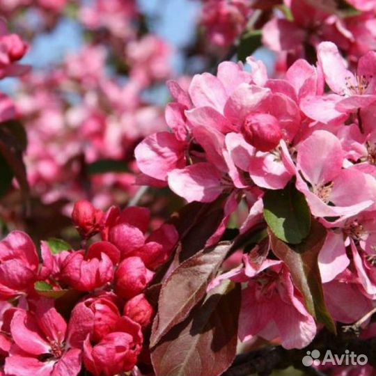 Декоративная яблоня Кармен