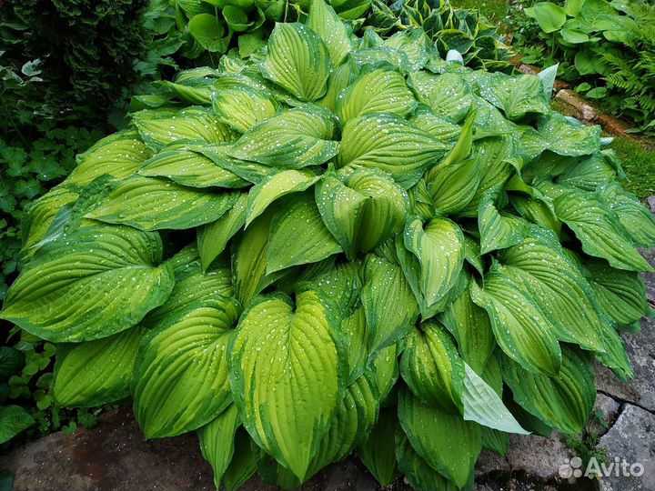 Хосты Fortunei Albopicta и Tortilla Chip