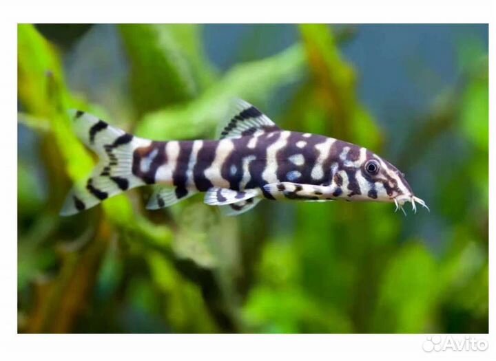 Боция мраморная