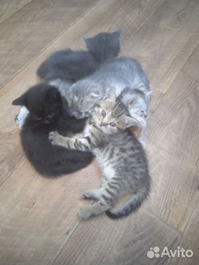 Котята от шотландской вислоухой кошки