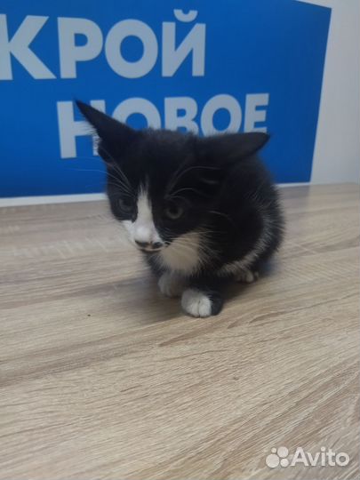 Брошенный котик