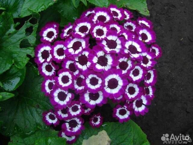 Предзаказ рассада Цинерарии к 8 марта