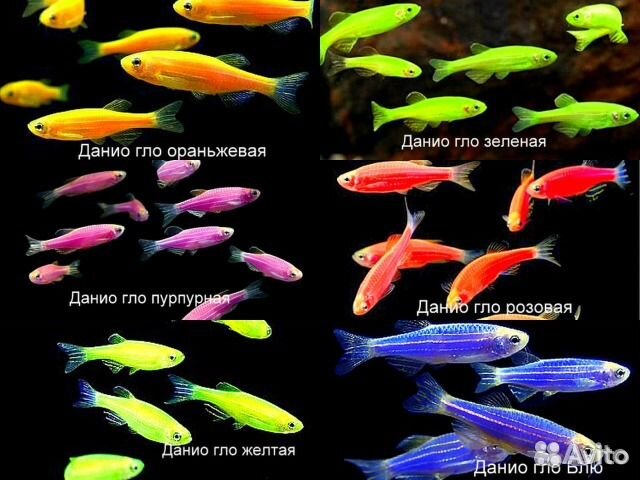 Аквариумные рыбки