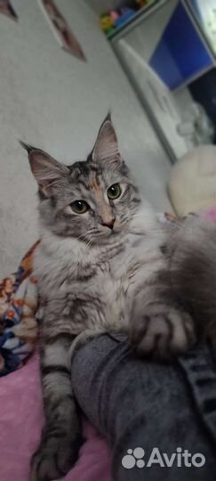 Вязка кошки мейн-кун