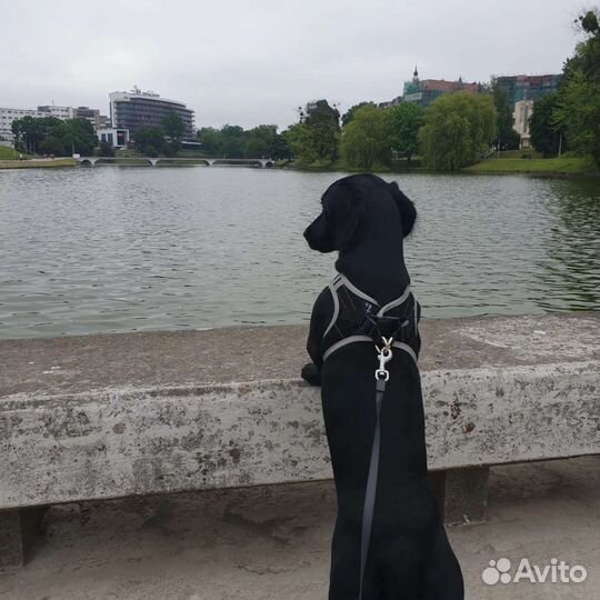 Собака в добрые руки отдам бесплатно