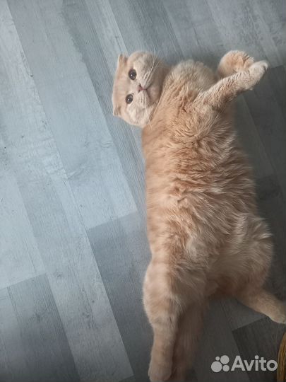 Коты для вязки ищем