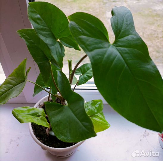 Сингониум Австралия, комнатные растения