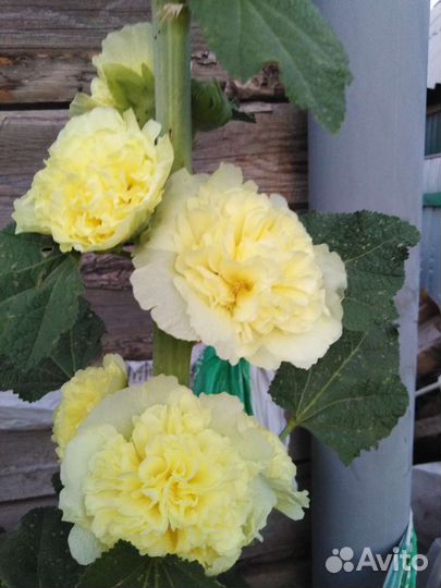 Мальва махровая, Шток роза