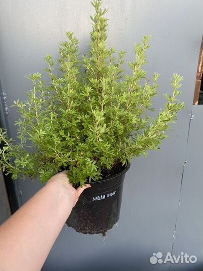 Лапчатка розовая Лавли пинк