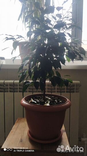 Пальма драцена