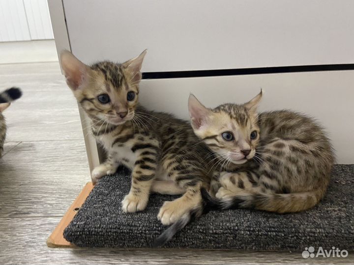 Бенгальские котята